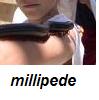 millipede-arm2.jpg